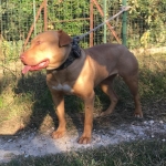 Central Coast Kennel's Afrodite