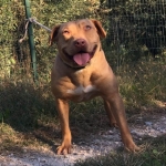 Central Coast Kennel's Afrodite