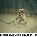 Chicago Bulldog's Thunder Rom