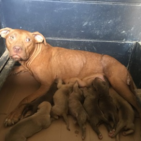 Puppies from Wrangler and Electra Buck